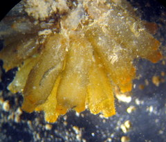 Ecteinascidia turbinata