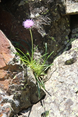 Jurinea pumila