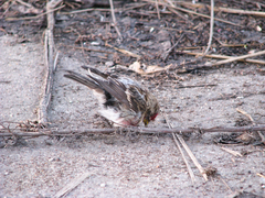 Acanthis flammea