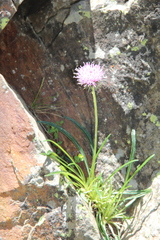 Jurinea pumila