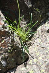 Jurinea pumila