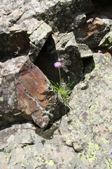 Jurinea pumila