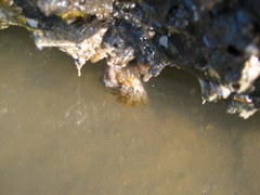 Ecteinascidia turbinata