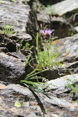 Jurinea pumila