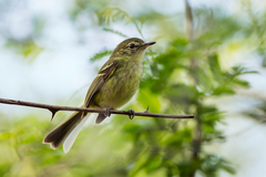 Phylloscartes kronei