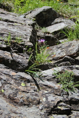 Jurinea pumila