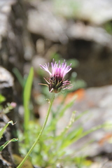 Jurinea pumila