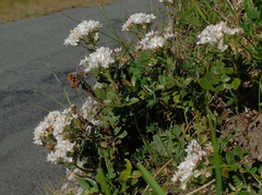 Veronica lavaudiana