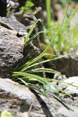 Jurinea pumila