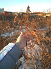 Solidago canadensis