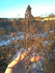 Solidago canadensis