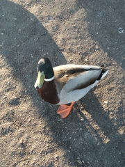 Anas platyrhynchos