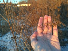Solidago canadensis