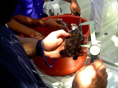 Eretmochelys imbricata