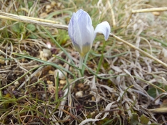 Crocus tauricus