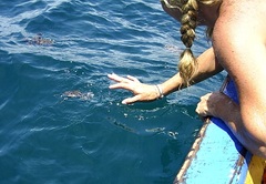 Eretmochelys imbricata