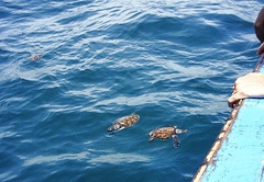 Eretmochelys imbricata