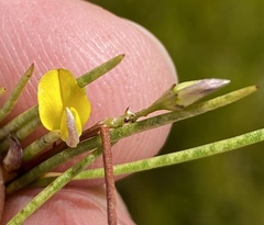 Aspalathus lebeckioides