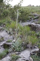 Jurinea ruprechtii