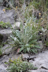 Jurinea ruprechtii