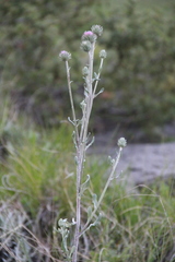 Jurinea ruprechtii