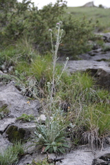 Jurinea ruprechtii