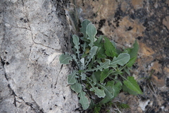 Jurinea ruprechtii