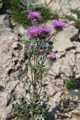 Jurinea ruprechtii
