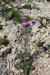 Jurinea ruprechtii