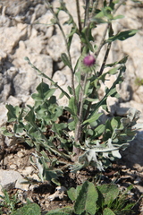 Jurinea ruprechtii