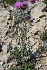 Jurinea ruprechtii
