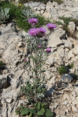 Jurinea ruprechtii