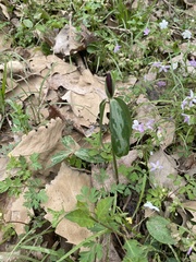 Trillium lancifolium
