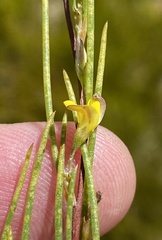 Aspalathus lebeckioides