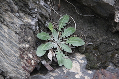 Jurinea ruprechtii