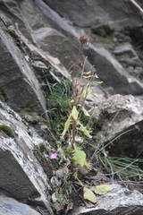 Jurinea ruprechtii