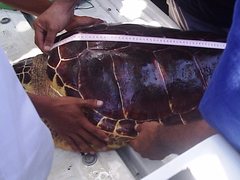 Caretta caretta