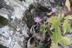 Jurinea ruprechtii