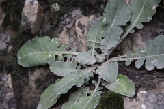 Jurinea ruprechtii