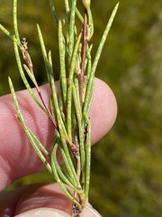 Aspalathus lebeckioides