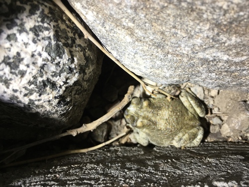 iNaturalist observation photo of Red-spotted Toad