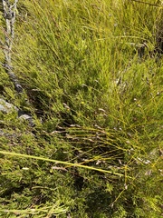 Aspalathus lebeckioides