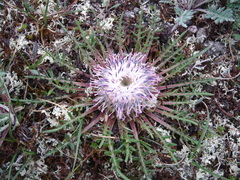 Jurinea moschus pinnatisecta