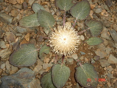 Jurinea moschus pinnatisecta