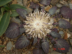 Jurinea moschus pinnatisecta