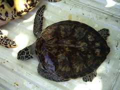 Chelonia mydas