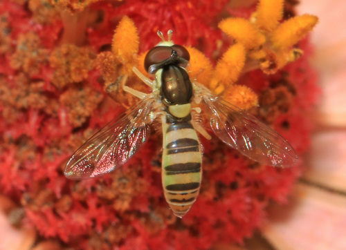 Tufted Globetail photo 3