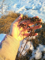 Tanacetum vulgare