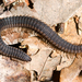 Brown Crested Millipedes - Photo (c) Marshal Hedin, some rights reserved (CC BY)