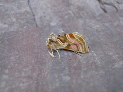 Euchalcia variabilis